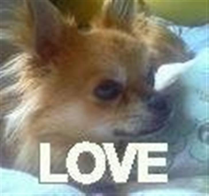 Chihuahua zachy billede 10