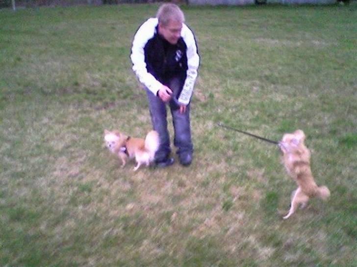 Chihuahua chatel billede 10