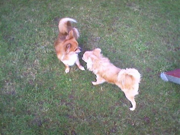 Chihuahua zachy billede 11