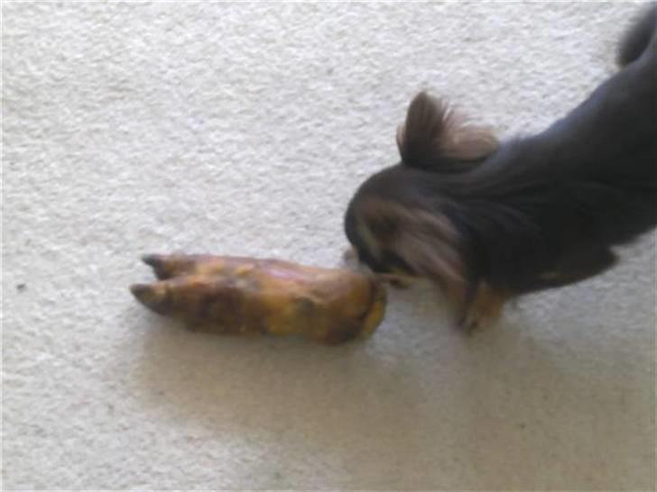 Chihuahua zilona billede 6