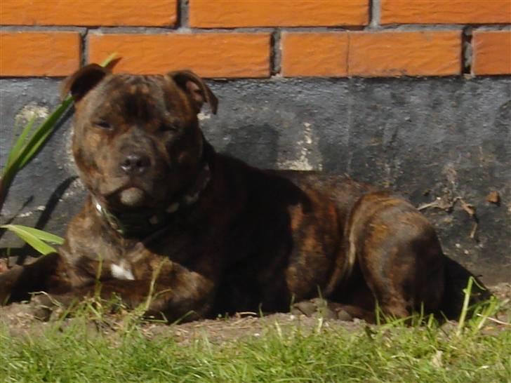 Staffordshire bull terrier Enoddens My lovers man (N billede 8