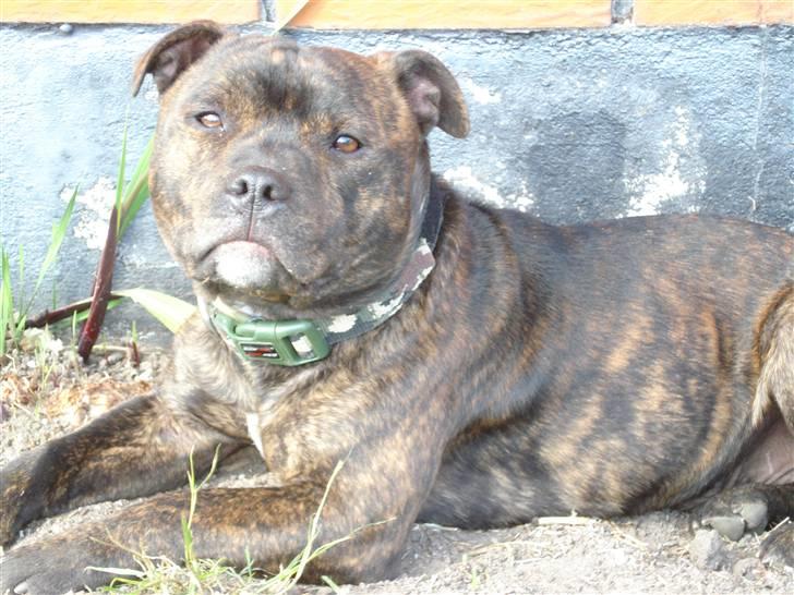 Staffordshire bull terrier Enoddens My lovers man (N billede 9