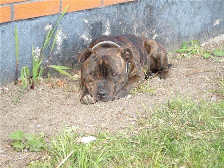 Staffordshire bull terrier Enoddens My lovers man (N billede 10