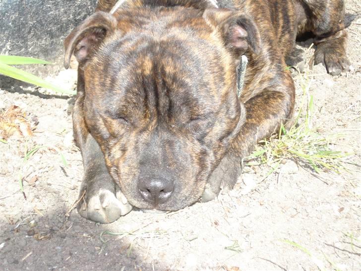 Staffordshire bull terrier Enoddens My lovers man (N billede 11