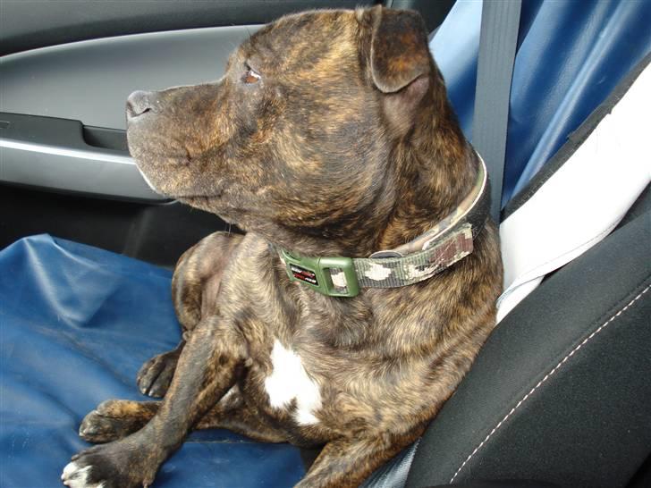 Staffordshire bull terrier Enoddens My lovers man (N - En meget meget træt Nemo :-) billede 12