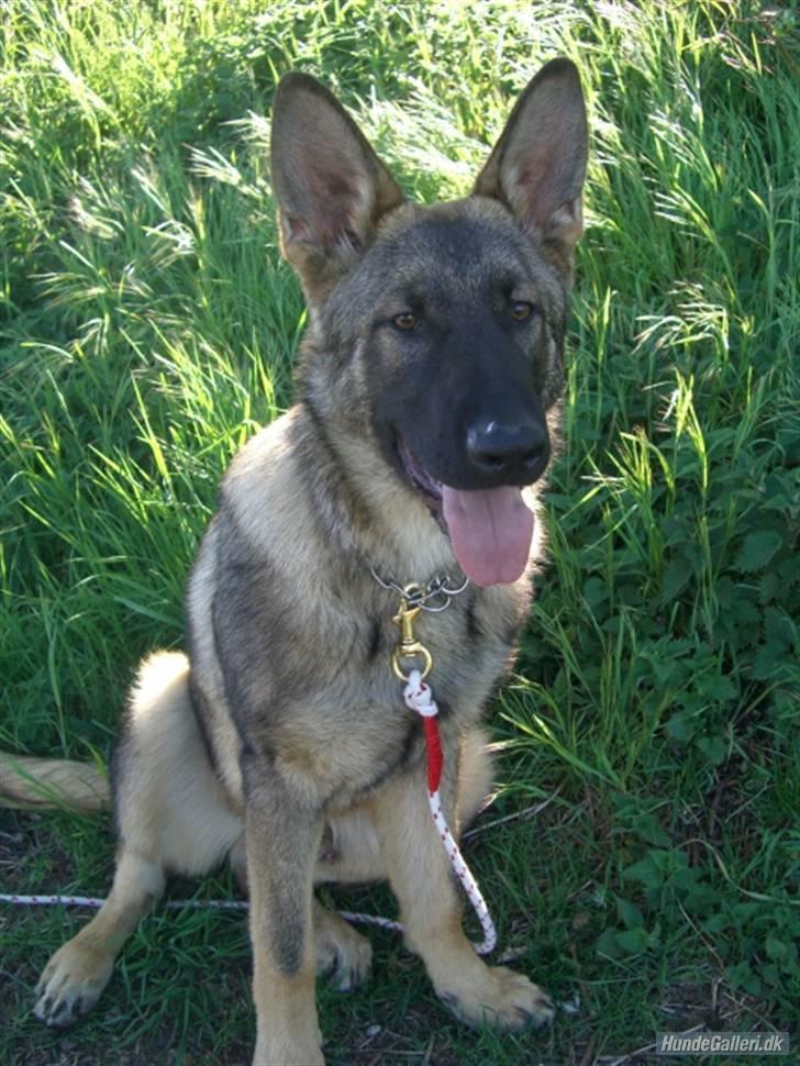 Schæferhund Nederholms Jasko (Sov sødt min dreng) <3 - - Only you kan smile like that to the world ..  billede 13