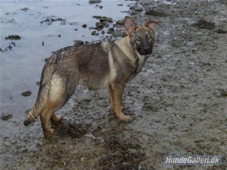 Schæferhund Nederholms Jasko (Sov sødt min dreng) <3 - - Water or land ? it dosen´t matter , if just we are together ..  billede 14