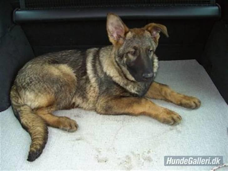 Schæferhund Nederholms Jasko (Sov sødt min dreng) <3 - - Go on adventures every day together ..  billede 15