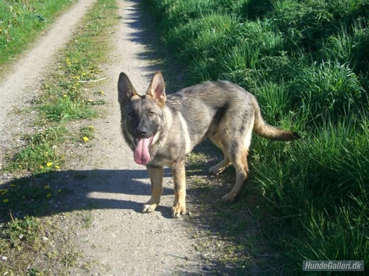 Schæferhund Nederholms Jasko (Sov sødt min dreng) <3 - - Our first summer together <3 billede 16