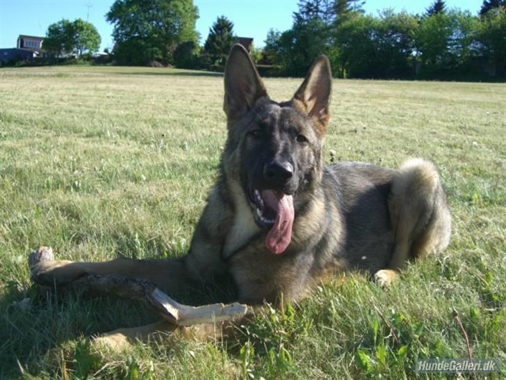 Schæferhund Nederholms Jasko (Sov sødt min dreng) <3 - - You are not only my friend , your are my partner too , we are a team together .. <3  billede 17