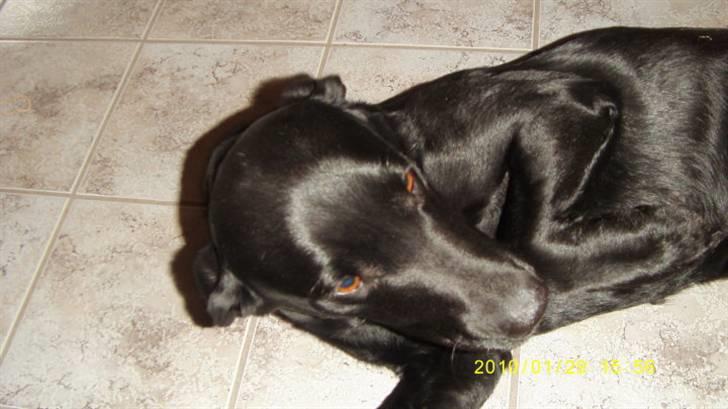 Labrador retriever Cindy Af Rosefield billede 7