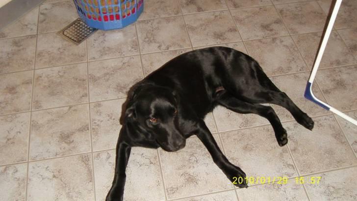 Labrador retriever Cindy Af Rosefield billede 8