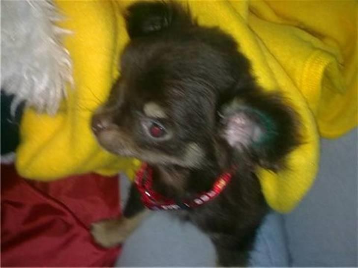 Chihuahua zilona billede 7