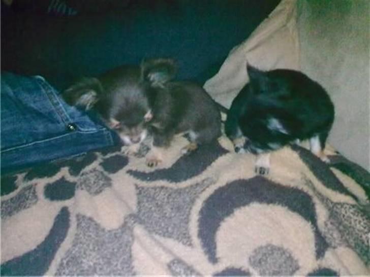 Chihuahua zilona billede 8