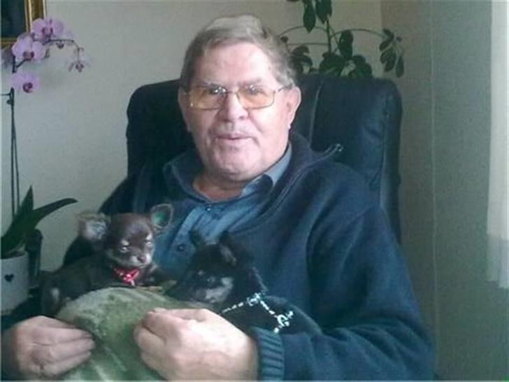 Chihuahua zilona billede 9