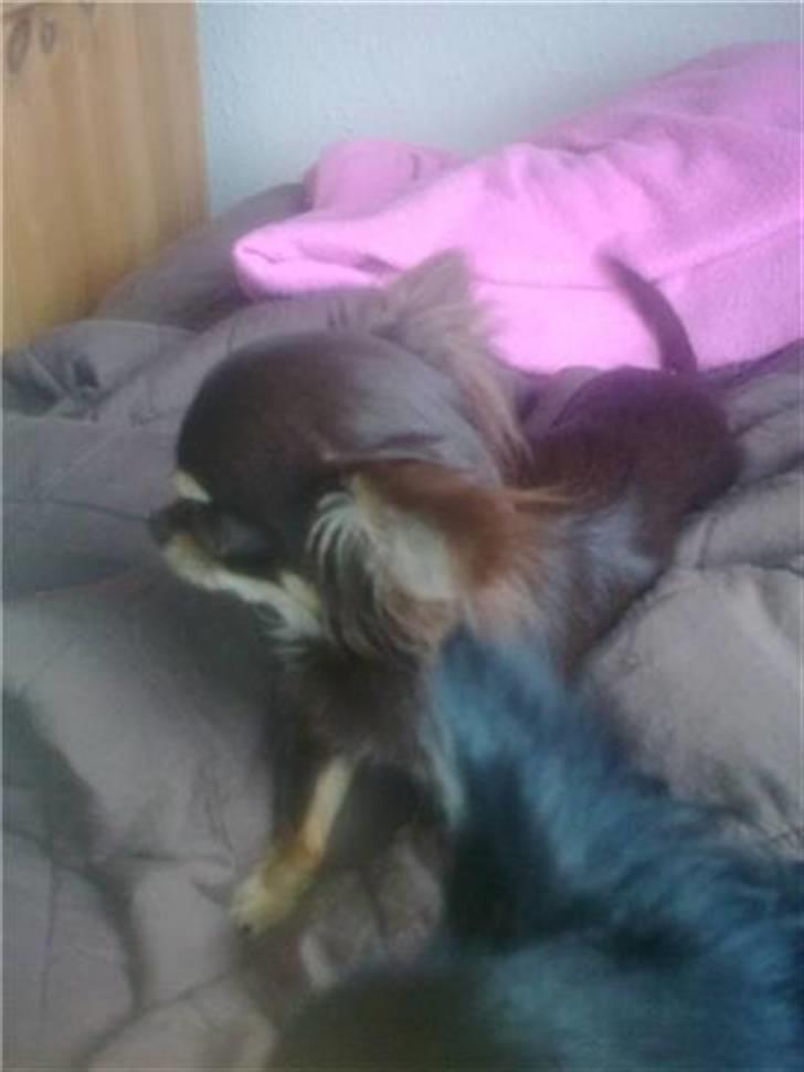 Chihuahua zilona billede 10