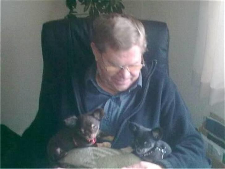 Chihuahua zilona billede 11