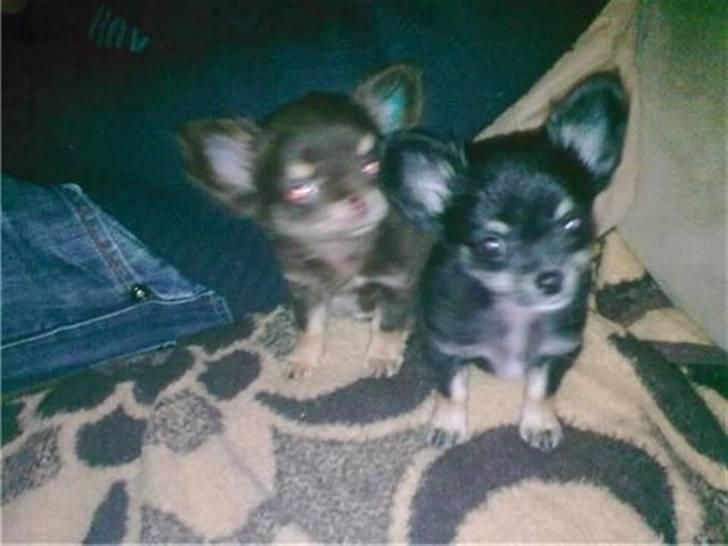 Chihuahua zilona billede 12