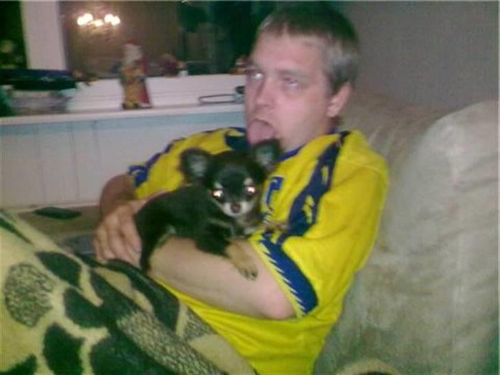 Chihuahua zilona billede 14