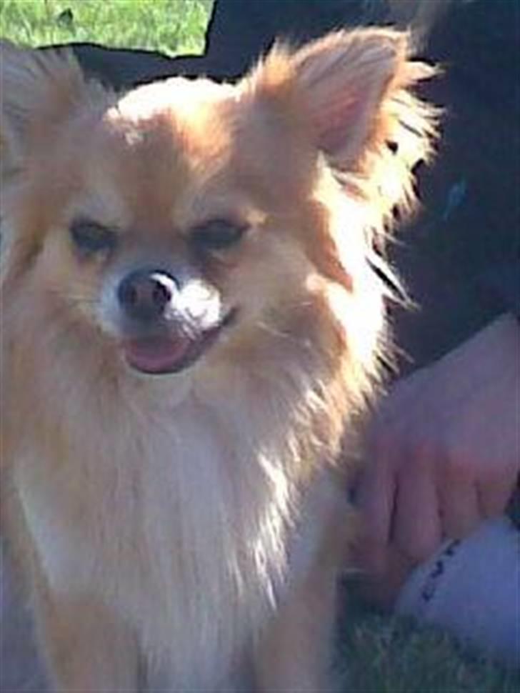 Chihuahua zachy billede 12