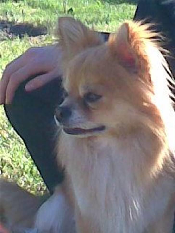 Chihuahua zachy billede 14