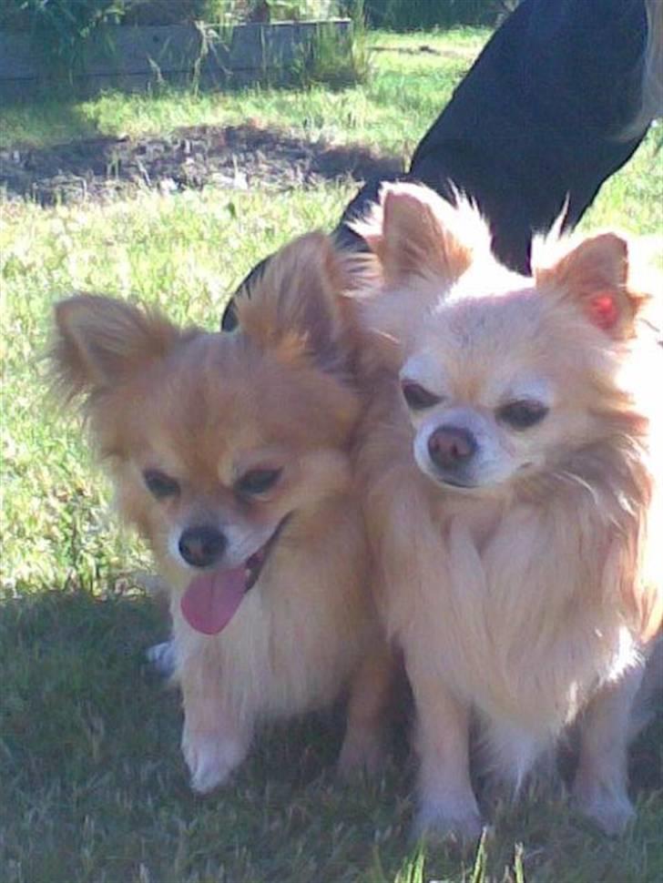 Chihuahua chatel billede 11