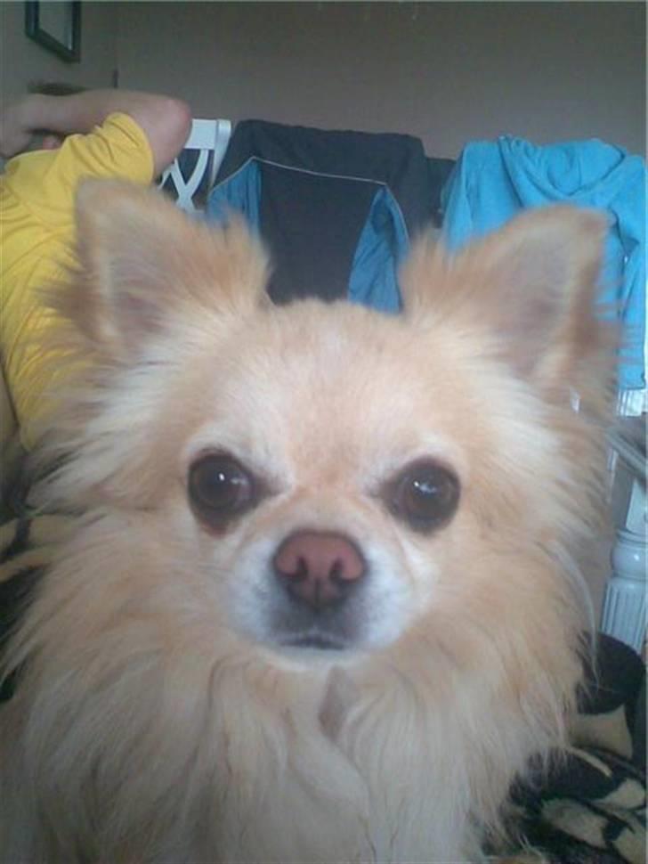 Chihuahua chatel billede 12