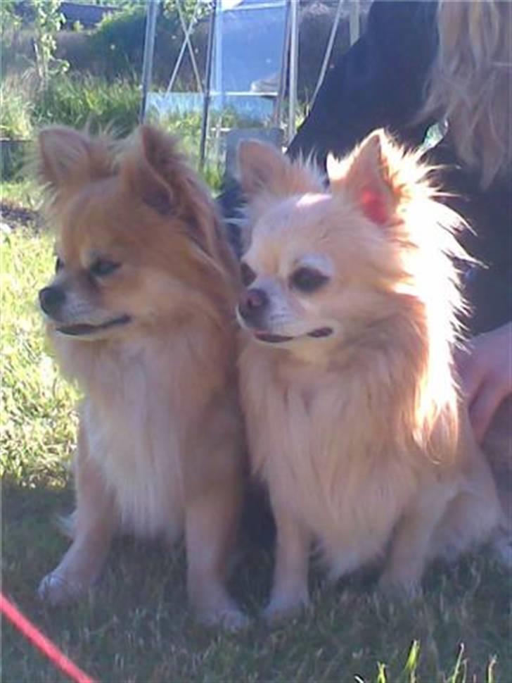 Chihuahua chatel billede 13