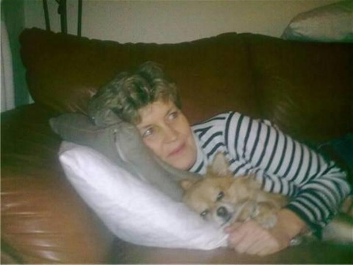 Chihuahua zachy billede 16