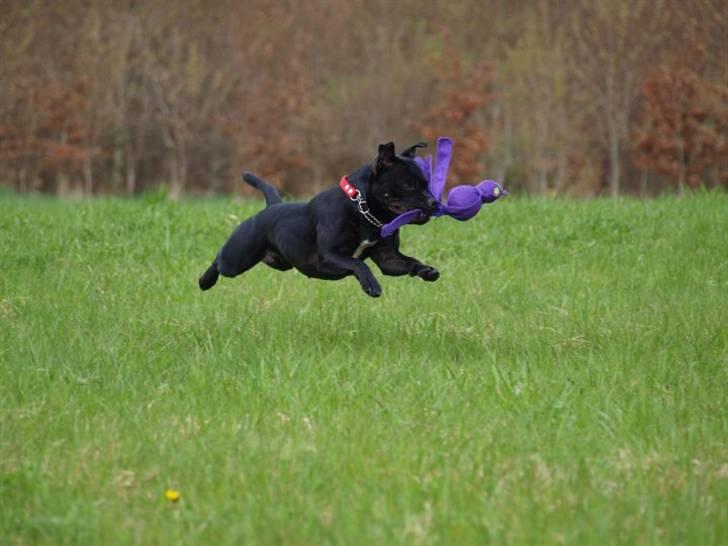 Staffordshire bull terrier KTH-B KTH-S Amazing Staffs All Perfection billede 5