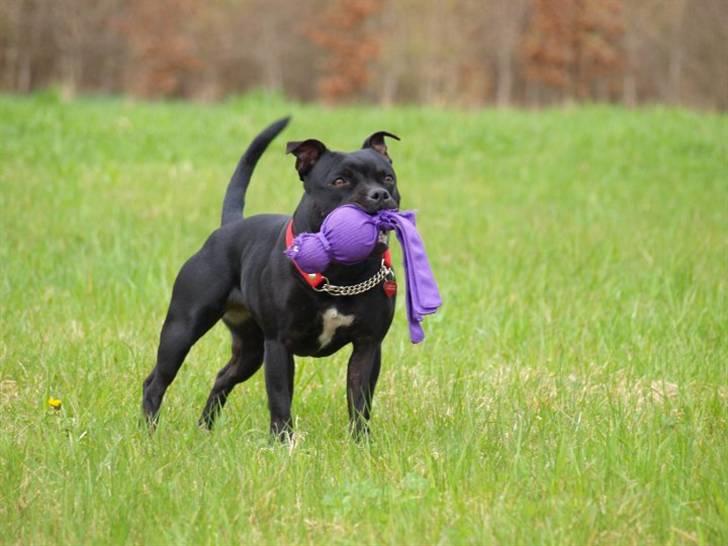 Staffordshire bull terrier KTH-B KTH-S Amazing Staffs All Perfection billede 6