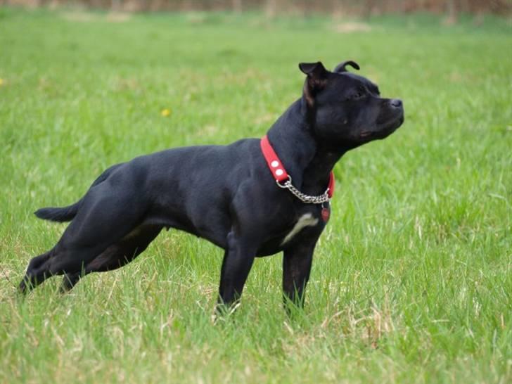 Staffordshire bull terrier KTH-B KTH-S Amazing Staffs All Perfection billede 7