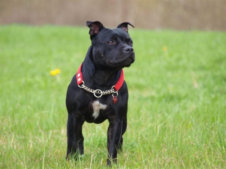 Staffordshire bull terrier KTH-B KTH-S Amazing Staffs All Perfection billede 8