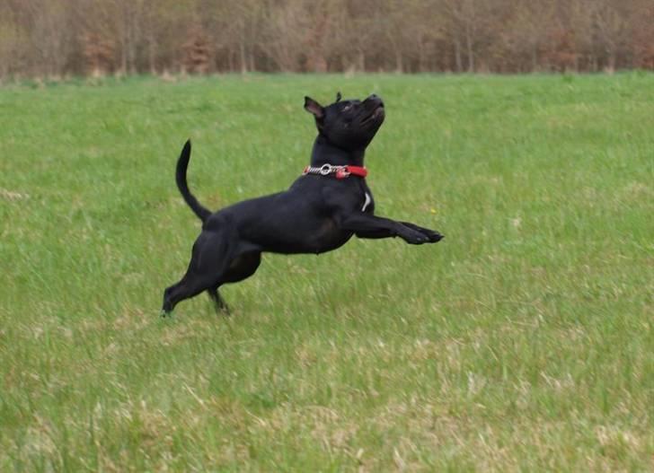 Staffordshire bull terrier KTH-B KTH-S Amazing Staffs All Perfection billede 9