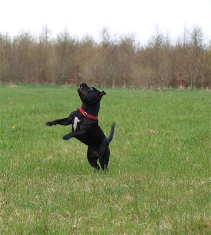 Staffordshire bull terrier KTH-B KTH-S Amazing Staffs All Perfection billede 10