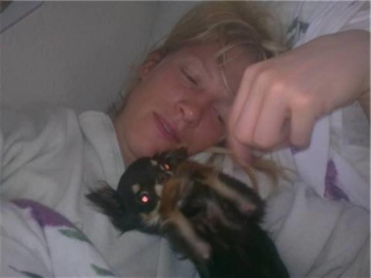 Chihuahua zilona billede 15