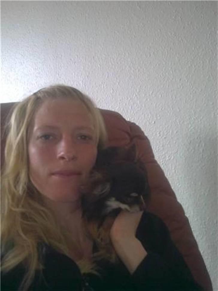 Chihuahua zilona billede 16