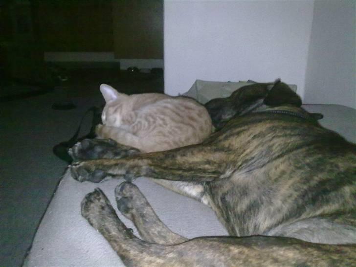 Blanding af racer cæsar billede 9