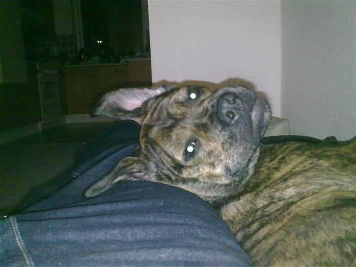 Blanding af racer cæsar billede 10