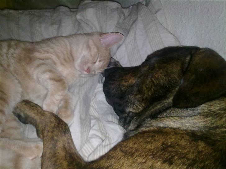 Blanding af racer cæsar billede 11