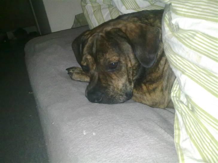 Blanding af racer cæsar billede 12