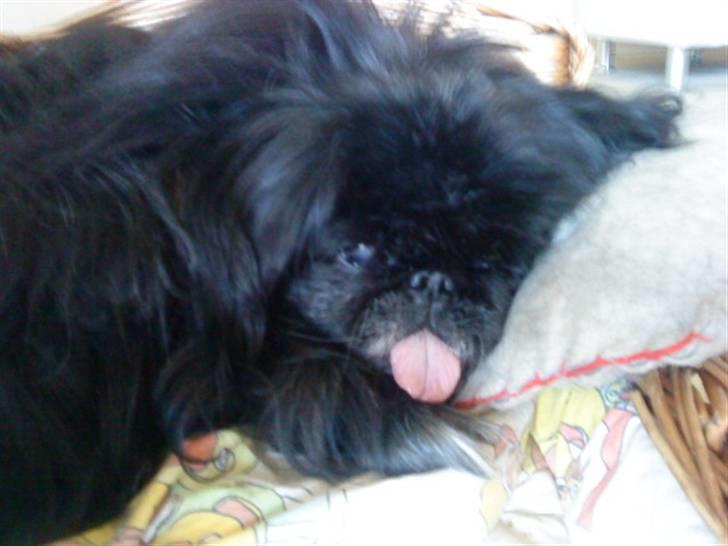 Pekingeser Chilli billede 7