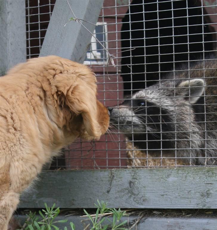 Nova scotia duck tolling retriever Bol Tol Viktor billede 10