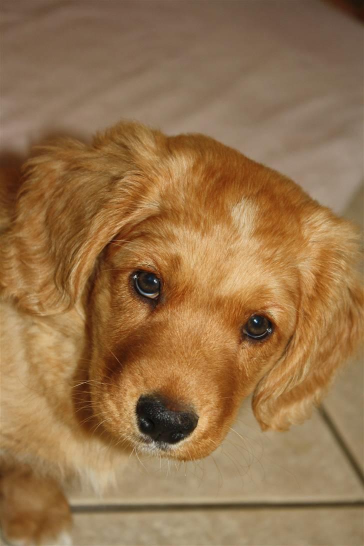 Nova scotia duck tolling retriever Bol Tol Viktor billede 11