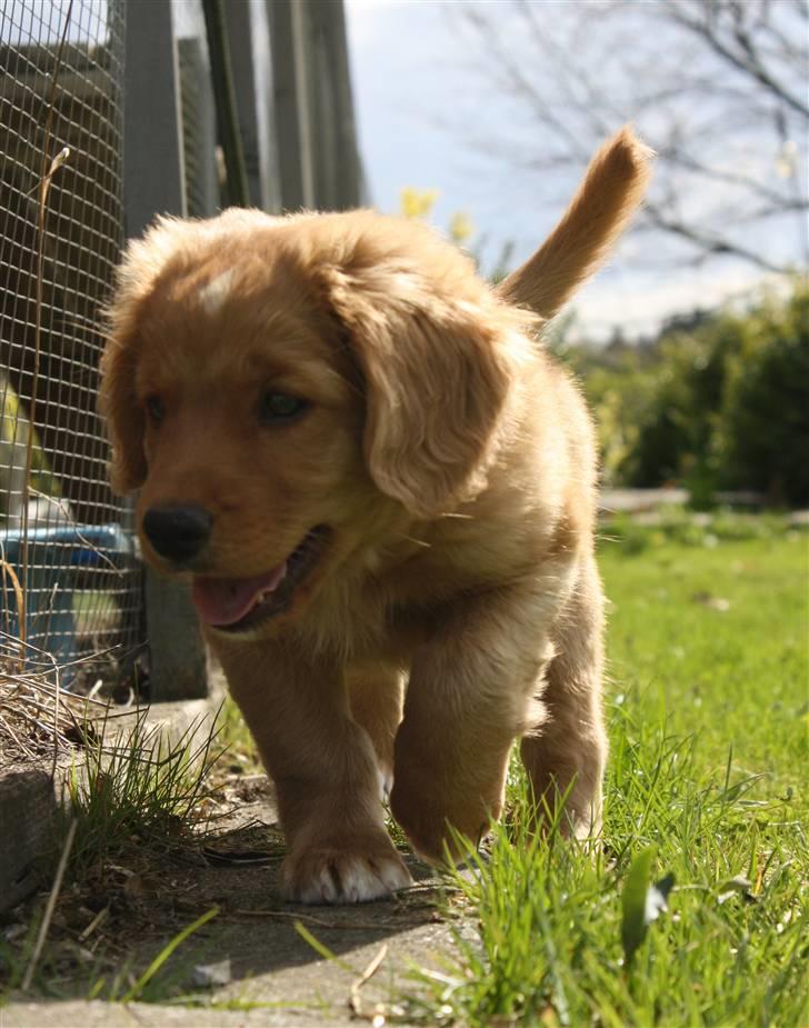 Nova scotia duck tolling retriever Bol Tol Viktor billede 12