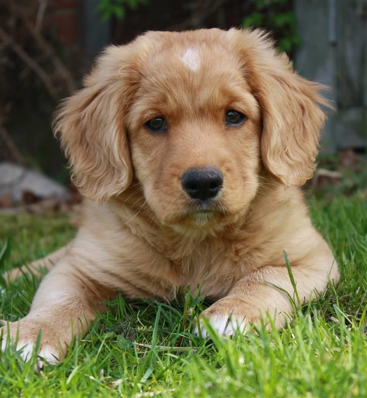 Nova scotia duck tolling retriever Bol Tol Viktor billede 13