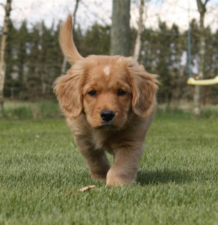 Nova scotia duck tolling retriever Bol Tol Viktor billede 16