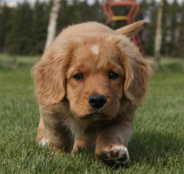 Nova scotia duck tolling retriever Bol Tol Viktor billede 17