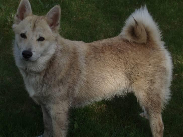 Norsk buhund Balto - Sådan ser det ud når jeg får lov at komme ud i haven lige efter et bad.. dejlig våd og dejlig beskidt.... billede 20