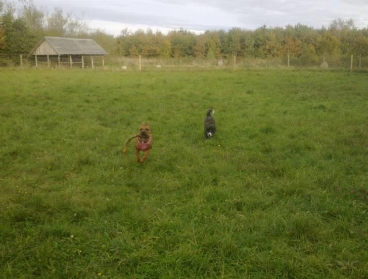 Amerikansk staffordshire terrier Mille billede 10